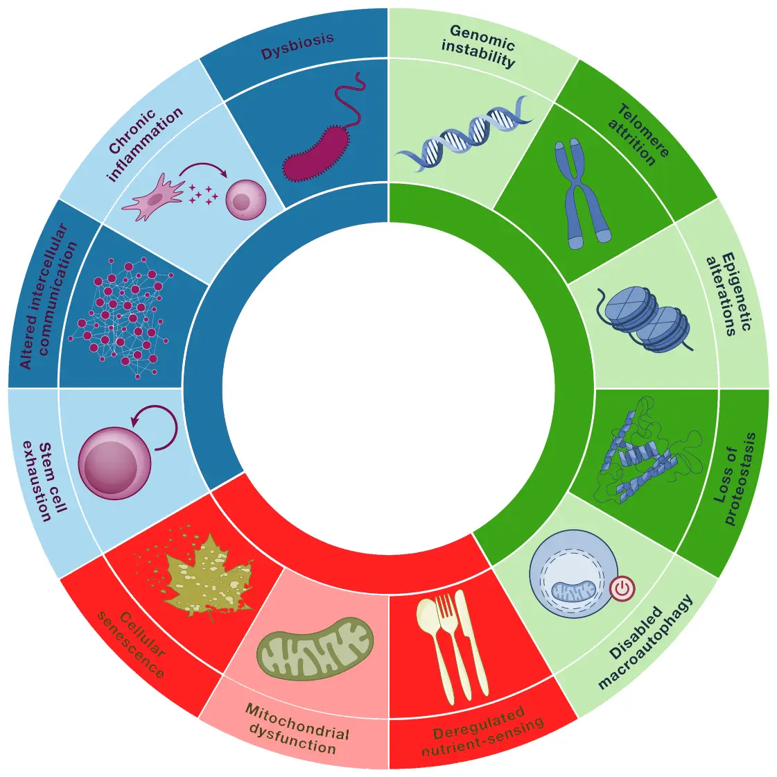 Longevity Coaching und die 12 Hallmarks of Aging